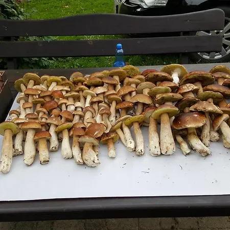 דירה Wislany Przekop גדנסק