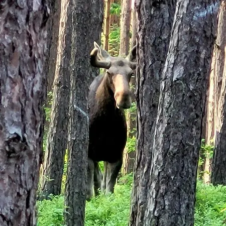Wislany Przekop * Gdańsk
