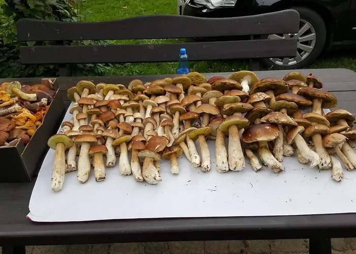 Апартаменты Wislany Przekop Гданьск