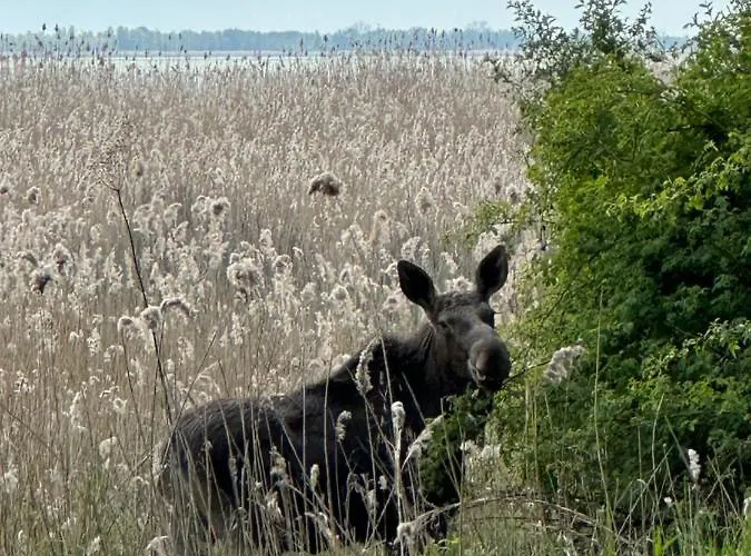 Апартаменты Wislany Przekop Гданьск